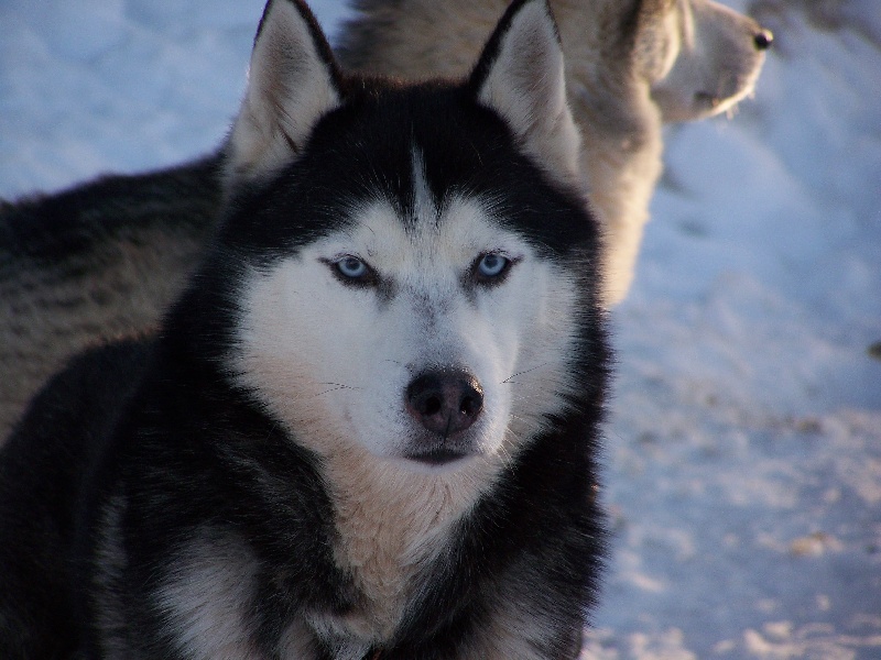 Ombre lunghe dit kazan to gift to alaska