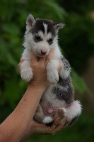 of holaf's spirit - Siberian Husky - Portée née le 19/05/2010