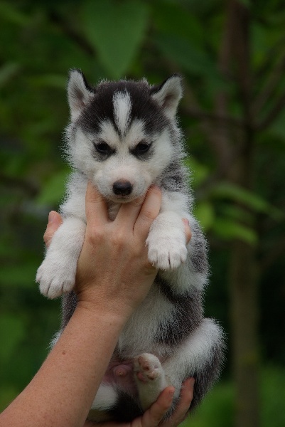 of holaf's spirit - Siberian Husky - Portée née le 19/05/2010